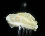 Foto langkah ke 10 dari resep Pangsit Goreng.