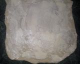Foto del paso 6 de la receta: Croissant de margarina- Medialunas