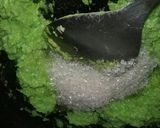 A picture of step 4 of Lauki barfi.