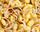Foto del paso 7 de la receta: Brotes de mungo (mal llamados brotes de soja) 🌱 🫘