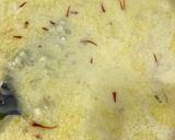 A picture of step 3 of Sabudana and gheeya ki kheer.