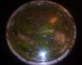 Foto del paso 1 de la receta: Pimientos de mi huerta en vinagre