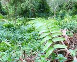Hình bước làm 1 của món 🌱 Đọt Choại Luộc Chấm Chao