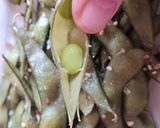 Foto del paso 8 de la receta: Edamame 枝豆 o vaina de soja fresca 🇯🇵🫛 "otoshi" o aperitivo en "izakaya" o taberna, cervecería 🍻Japón