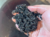 Bubur Ketan Hitam Kental