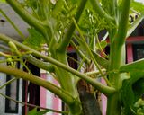 Foto langkah ke 1 dari resep Anyang Daun jo Bungo Kalikih.
