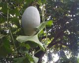Foto langkah ke 1 dari resep Manisan Bligo/blonceng/kundur.