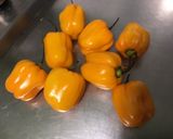 Une image de l'étape 2 de Sauces aux trois piments, coriandre et radis noir.