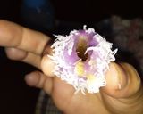 Foto langkah ke 8 dari resep KLEPON UBI RAINBOW SPESIAL,Dinginpun Tetep Empuk.