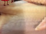 حمام محشي ودجاج بالمكرونه