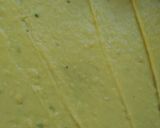 ખાંડવી (Khandvi Recipe In Gujarati) રેસીપી સ્ટેપ4ફોટો