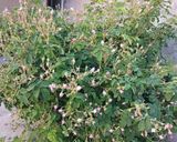عکس مرحله 5 از دستور مربای گل محمدی