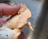 Foto del paso 1 de la receta: Setas "lengua de vaca" (Hydnum Repandum) "á feira"
