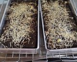 Foto langkah ke 7 dari resep Brownie Pisang (Tanpa DCC).