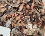 Foto langkah ke 2 dari resep Kaldu Bubuk Kulit Udang.