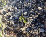 A picture of step 1 of Percebes (Goose Neck Barnacles).
