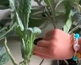 Hình bước làm 2 của món Vào bếp cùng con: salad từ vườn nhà bạn