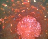 Foto langkah ke 2 dari resep Ayam sambal.