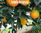 Foto del passaggio 1 della ricetta Scorzette di arance 🍊 km zero candite ricetta siciliana 👩🍳❤️🍊