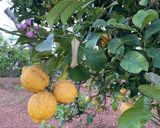 A picture of step 11 of Lemon Syrup.