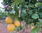 A picture of step 11 of Lemon Syrup.