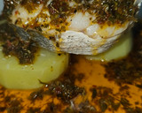Foto del paso 4 de la receta: Merluza con salsa chimichurri