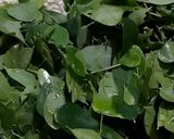 A picture of step 2 of Drumstick Leaf Muthia.