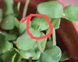 Foto del paso 10 de la receta: Brotes de lino 🌱 Germinación de semillas de lino marrón en germinador de arcilla 🌱