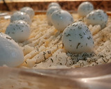 Foto del paso 3 de la receta: Pastel de seitán y verduras