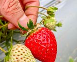 รูปขั้นตอนการทำที่ 1 ของ สตอเบอรี ปิ้ง 🍓 / toasted strawberries 🍓