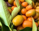 Foto del passaggio 2 della ricetta PANNA COTTA ai MANDARINI CINESI CARAMELLATI