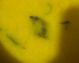 Foto langkah ke 3 dari resep Soto Ayam Santan.