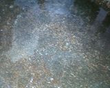 A picture of step 1 of Vegetables fried plumb.