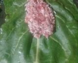 Foto del paso 5 de la receta: Yaprak (niños envueltos con hojas de acelga)