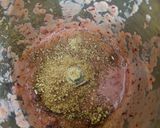 A picture of step 2 of Plum Smoothie.
