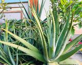 Hình bước làm 1 của món Nước nha đam đường phèn 🌱🌿