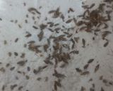 A picture of step 1 of Ghawan with Peanut Chutney.