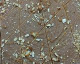 A picture of step 5 of Besan ki shahi barfi.