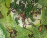 વેજ પાલક ખીચડી(Veg palak khichdi Recipe in Gujarati) રેસીપી સ્ટેપ1ફોટો
