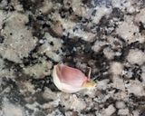 Foto del paso 7 de la receta: Spaghetti con Salsa de Palta (Cocina Fácil Parte V)