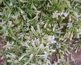 Foto langkah ke 1 dari resep Tumis Bunga Paya.