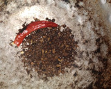 சிக்கன் பெப்பர் கிரேவி ரெசிபி ஸ்டேப் 4 புகைப்படம்