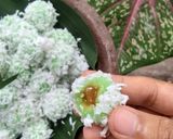 Foto langkah ke 5 dari resep Klepon Ketan No Ribet.
