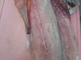 Pempek Ikan Tengiri