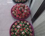 Foto langkah ke 13 dari resep Bolu kukus mekar semangka ekonomis tanpa santan,soda atau UHT.