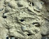 A picture of step 4 of Spelt blueberry pancakes with tahini sauce - vegan.