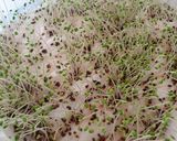 Foto del paso 2 de la receta: 🌱👩🏻🌾 Germinados en casa de Chía y lino