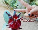 Foto langkah ke 7 dari resep Juice rosella.
