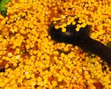 A picture of step 2 of Bhuni wi chane ki daal.