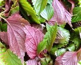 Hình bước làm 1 của món 🌱 Lá Tía Tô Ngâm Chua Ngọt (Vegan)
